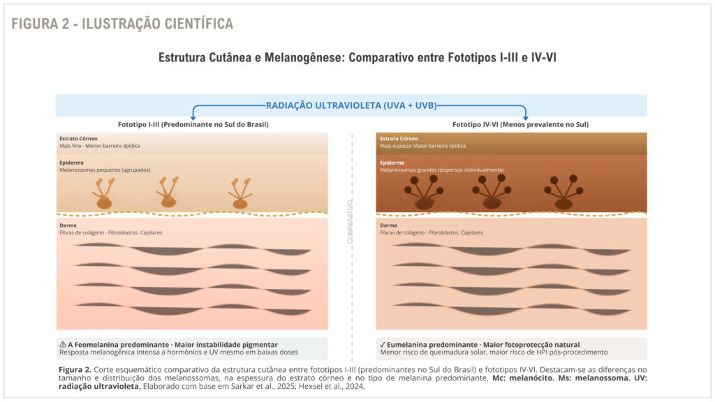 Figura 2 - Estrutura Cutânea e Melanogênese: Comparativo entre Fototipos I–III e IV–VI